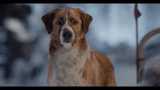 A Dog 2021 Full Movie With English Subtitles WATCH [upl. by Refannej]