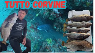 CORVINE ENORMI Pesca in Apnea alle Corvine Giganti [upl. by Fairweather]