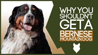 BERNESE MOUNTAIN DOG 5 Reasons you SHOULD NOT GET A Bernese Mountain Dog Puppy [upl. by Doggett133]