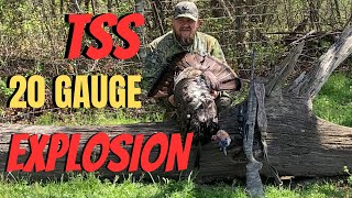 TSS 20 gauge vs Kentucky long beard turkey [upl. by Nitsug414]