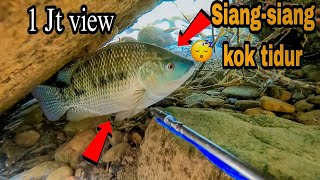 menembak ikan nila terbesar di sungai dangkal taiwanspearfishing taiwan Anuakfishing [upl. by Inaffit]