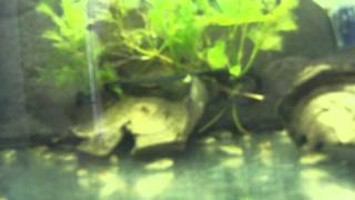 kiryski spizowe narybek 4 tygodnie  bronze corydoras 4 weeks old fry [upl. by Ware967]