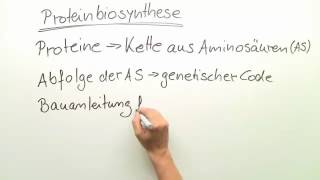 PROTEINBIOSYNTHESE  VON DER DNA ZUM PROTEIN  Biologie  Genetik und Entwicklungsbiologie [upl. by Tnairb]