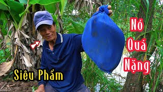 Lập Siêu Phẩm Con Rắn Hổ Nó To Kỹ Lục  Mười Thương SB [upl. by Domini]