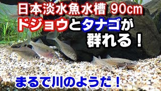 超希少【ゼニタナゴ】と【ホトケドジョウ】導入！『日本淡水魚水槽90cm』 [upl. by Uaeb]