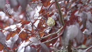 Rubycrowned Kinglet Frantically Foraging [upl. by Haldas417]