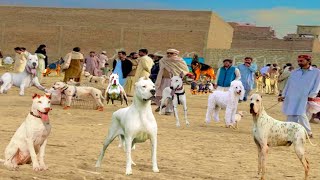 Pakistan ki sab sy mashoor dog 🐕 mandi  Biggest Dogs Market  Pk Animals vlog [upl. by Lebasi]