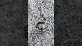 Baby Massasauga Rattlesnake I make a new friend everyday bff actorslife snake reels nature [upl. by Yrrem]