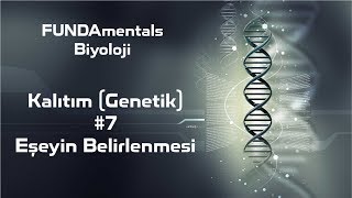 Kalıtım Genetik 7 Eşeyin Belirlenmesi [upl. by Dorfman]