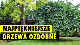 ZŁOTA 10 ozdobnych drzew w ogrodzie  warto je znać i posadzić [upl. by Krock]