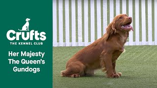 Her Majesty The Queens Gundog Display  Crufts 2022 [upl. by Huang343]