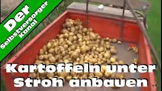 Kartoffeln unter Stroh anbauen die erste Ernte [upl. by Bijan]