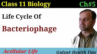 Life cycle of Bacteriophage virus  lytic and lysogenic life cycle  class 11 biology [upl. by Ranzini]