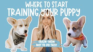 5 Things to Teach Your Puppy FIRST  How To Train Your Corgi Puppy [upl. by Assirrem]