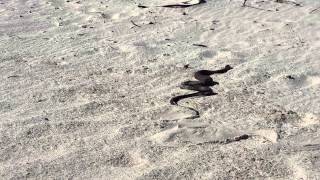 Cape Cobra on Hout Bay Beach  Video by Jeffrey Rink  Ecopsychology Africa [upl. by Novehs]