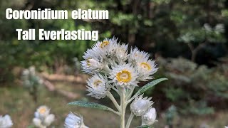 Coronidium elatum Tall Everlasting  Australian Native Plant Profile [upl. by Sutton]