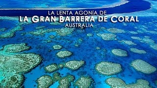 LA GRAN BARRERA DE CORAL Un milagro de la naturalezaHD13 [upl. by Nimesh17]