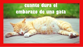 ¿Cuánto dura el embarazo de una gata [upl. by Ahsiakal882]