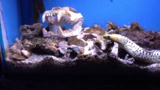 Yellowhead Moray Eel Eating [upl. by Artined]