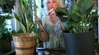 Houseplants 10 Watering for high or low light plants [upl. by Adalia623]