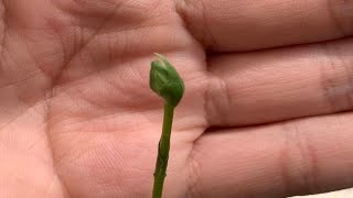 Habenaria Radiata Plants In Bud Egret Orchid [upl. by Say67]