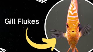 How to Treat Gill Flukes in Discus  Goldfish  tetras [upl. by Ahsilif899]