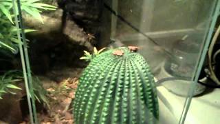 Fan footed gecko Requested video [upl. by Niboc]