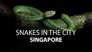 Snakes In the City  Singapore  TRAILER 4k [upl. by Annaeiluj]