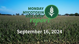 Monday Mycotoxin and Crop Report for September 16 2024 [upl. by Anual914]