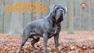 Il mastino Napoletano Il sopravvissuto [upl. by Tsenrae]