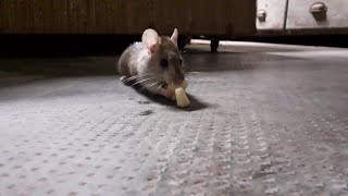 Greedy critter 🐭🐀 rats rat shorts funny cute animals animal apple [upl. by Perrins]