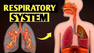 Human Respiratory system full Animation [upl. by Belicia]