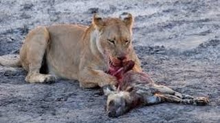 Brutal fight lion kill hyena will shock you [upl. by Taimi]