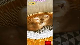 Cute little cat funny play video 😆😸Super kitten cat playing short cat funny funnyvideo shorts [upl. by Aidil325]