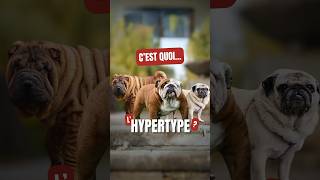 Cest quoi lHYPERTYPE [upl. by Anital]