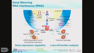 TRACO 2016 Functional genomics and HSP90 inhibitors [upl. by Esiocnarf173]