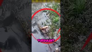 Can dogs trapped by the river be rescued🥹shorts animals rescue pets dog cute puppy [upl. by Forrester200]