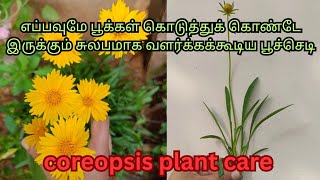 Coreopsis plant care tamil சுலபமாக வளர்க்கக்கூடிய பூச்செடி🌼calliopsistickseed flowering plant care [upl. by Riggall73]