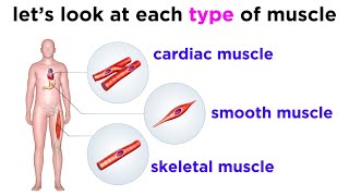 Types of Tissue Part 3 Muscle Tissue [upl. by Ettenor]