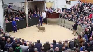 Loughash £15000 Lamb [upl. by Aleek]