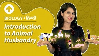 Introduction to Animal Husbandry  Hindi  Biology [upl. by Namajneb]