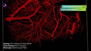 Mouse brain vasculature visualized by 3Dimmunofluorescence using CD31PECAM1 Antibody [upl. by Beach]