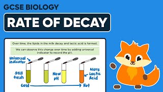 Decomposition Rate of Decay  GCSE Biology [upl. by Nanerb]