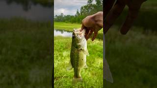 Creek fishing largemouthbass teamdsa downsouthangling [upl. by Garris]