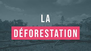 15 minutes pour comprendre facilement la déforestation [upl. by Florella]