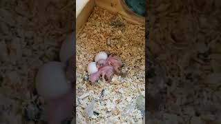 handfeed Pacific Parrotlet breeding [upl. by Toor589]