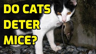 Does The Presence Of Cats Deter Mice [upl. by Akieluz]