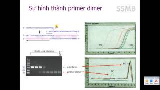 Bài 8  SYBR Green trong Realtime PCR [upl. by Ama484]