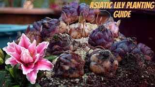 Asiatic Lily Bulb Planting Guide I Lilium Flower Plant Tips and Care I Pabitra Garden [upl. by Maxey]