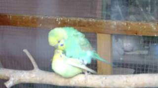 Parakeets Mating [upl. by Notnirb311]